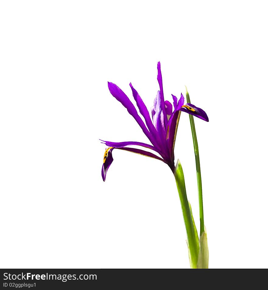 Iris flower isolated on white background (with clipping path). Iris flower isolated on white background (with clipping path)