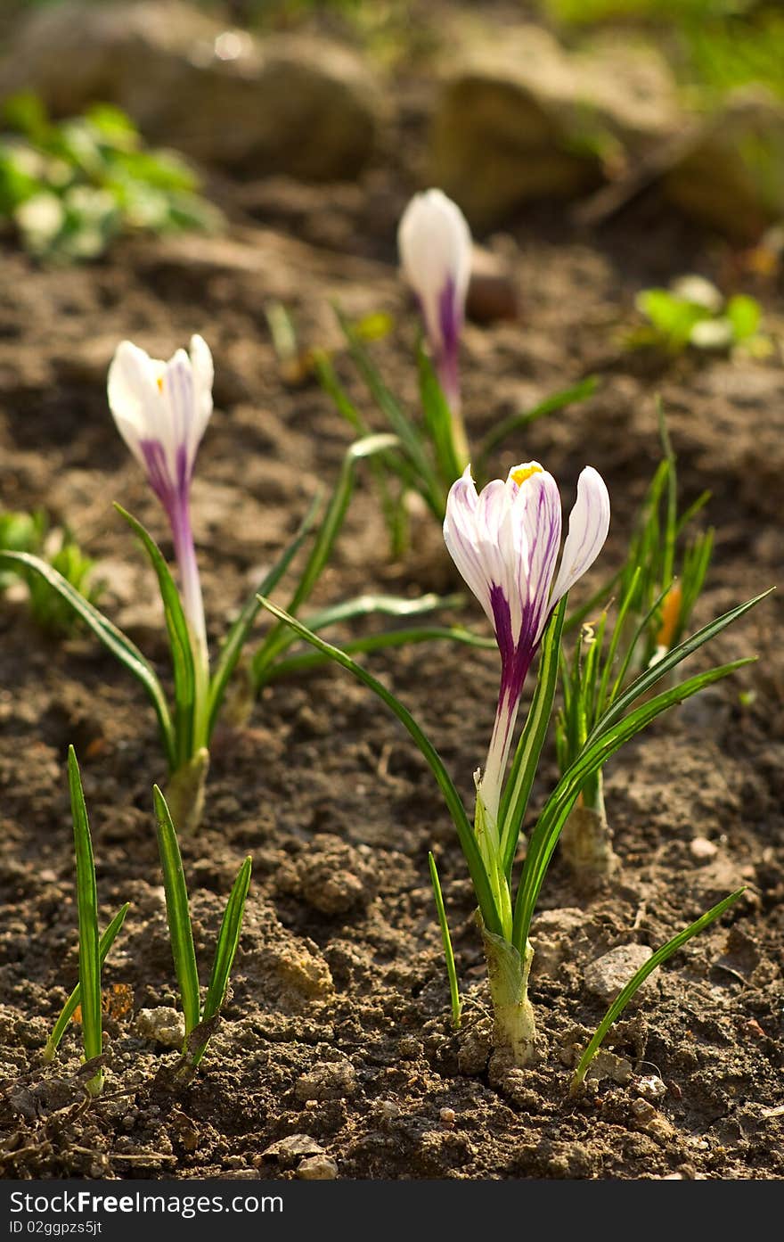 Crocus - first spring flower