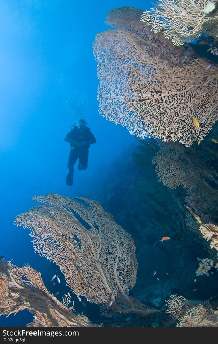 Diver in tropical sea