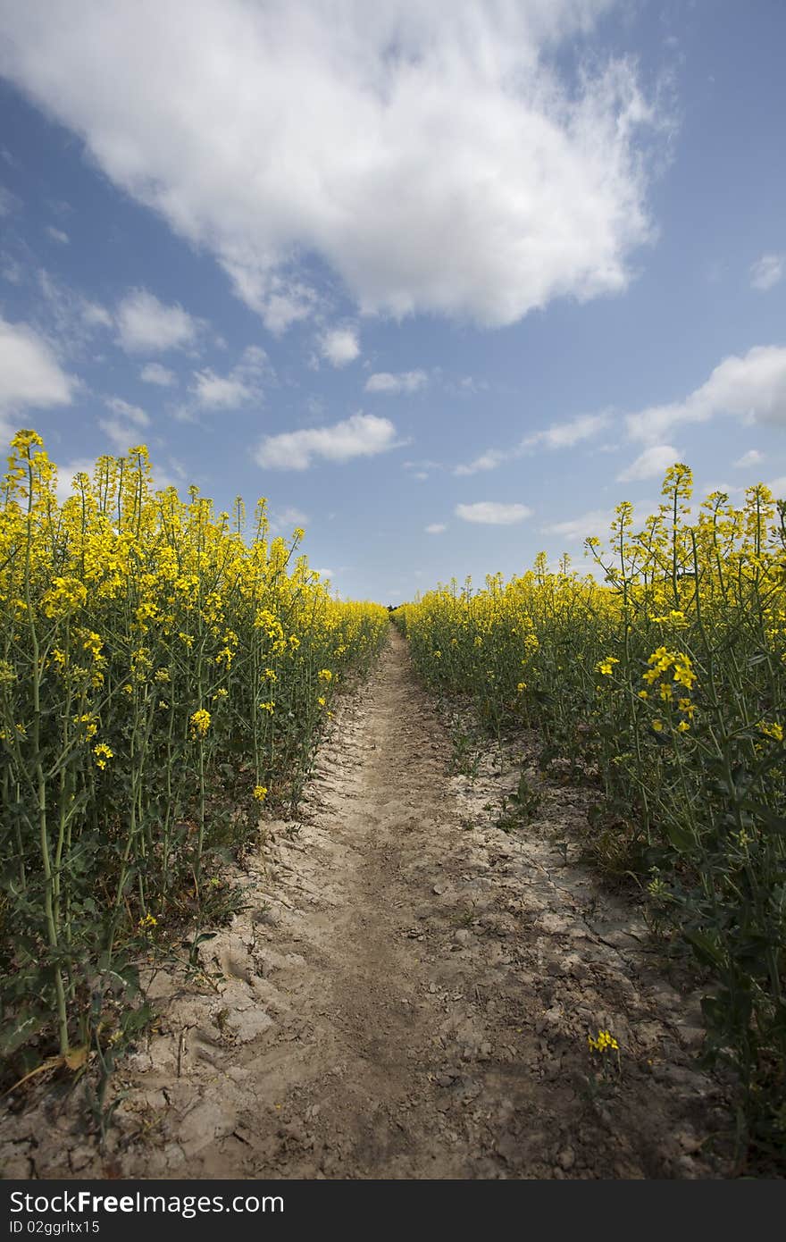 Yellow oilseed in southern Poland. Yellow oilseed in southern Poland