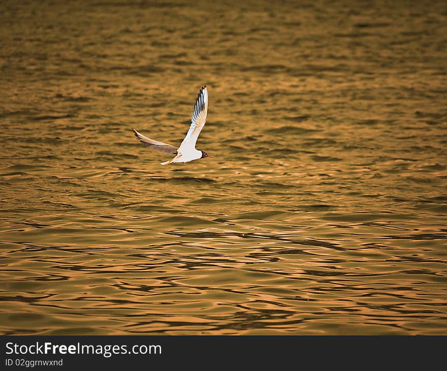 Flying Seagull over evening water. Flying Seagull over evening water