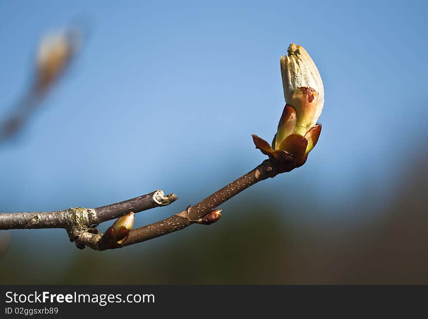 Bud of the Horse-chestnut