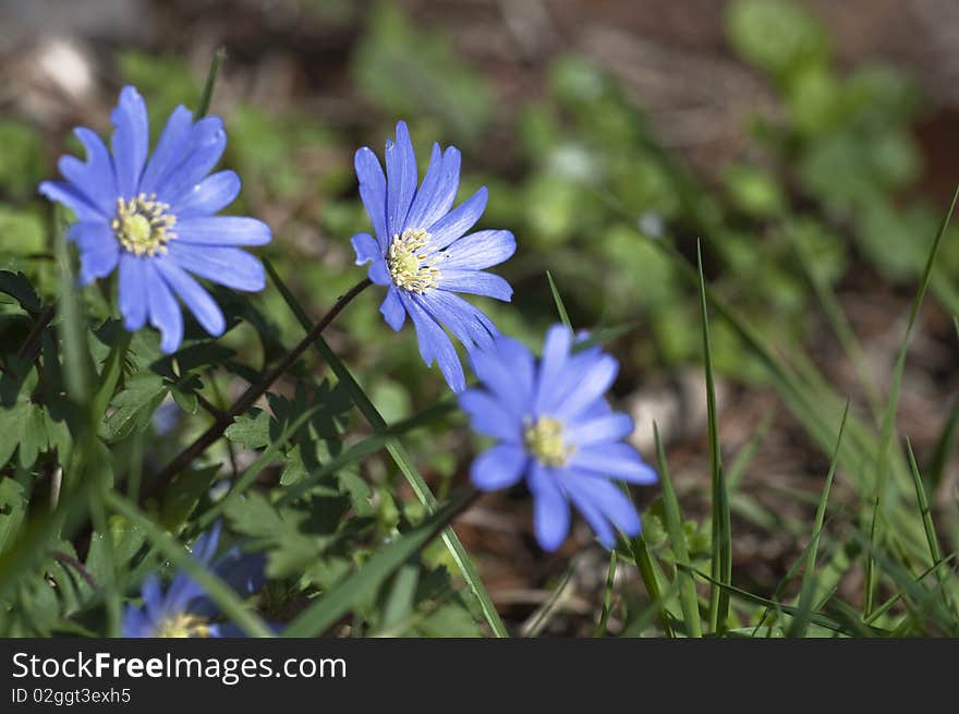 Blue anemone in April - genus Anemone - spring flowers