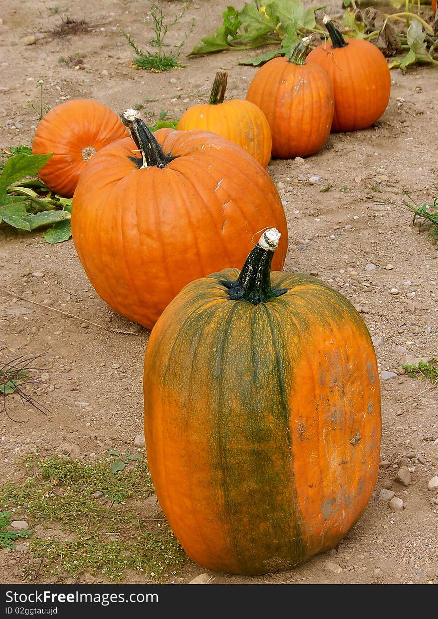 Pumpkins all lined up in a row at the pumpkin patch just waiting to be chosen. Pumpkins all lined up in a row at the pumpkin patch just waiting to be chosen.