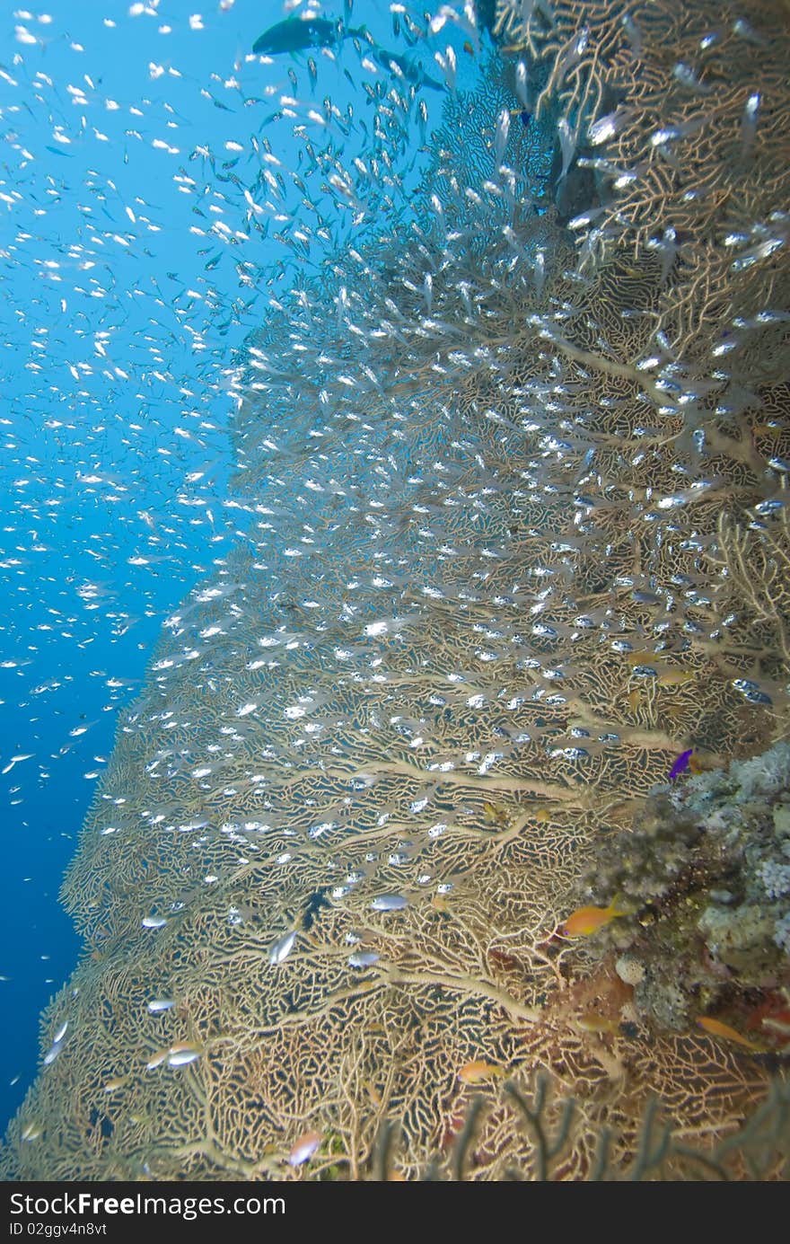 Giant sea fan (Annella mollis) with a small school of silver bait fish Red Sea, Egypt. Giant sea fan (Annella mollis) with a small school of silver bait fish Red Sea, Egypt