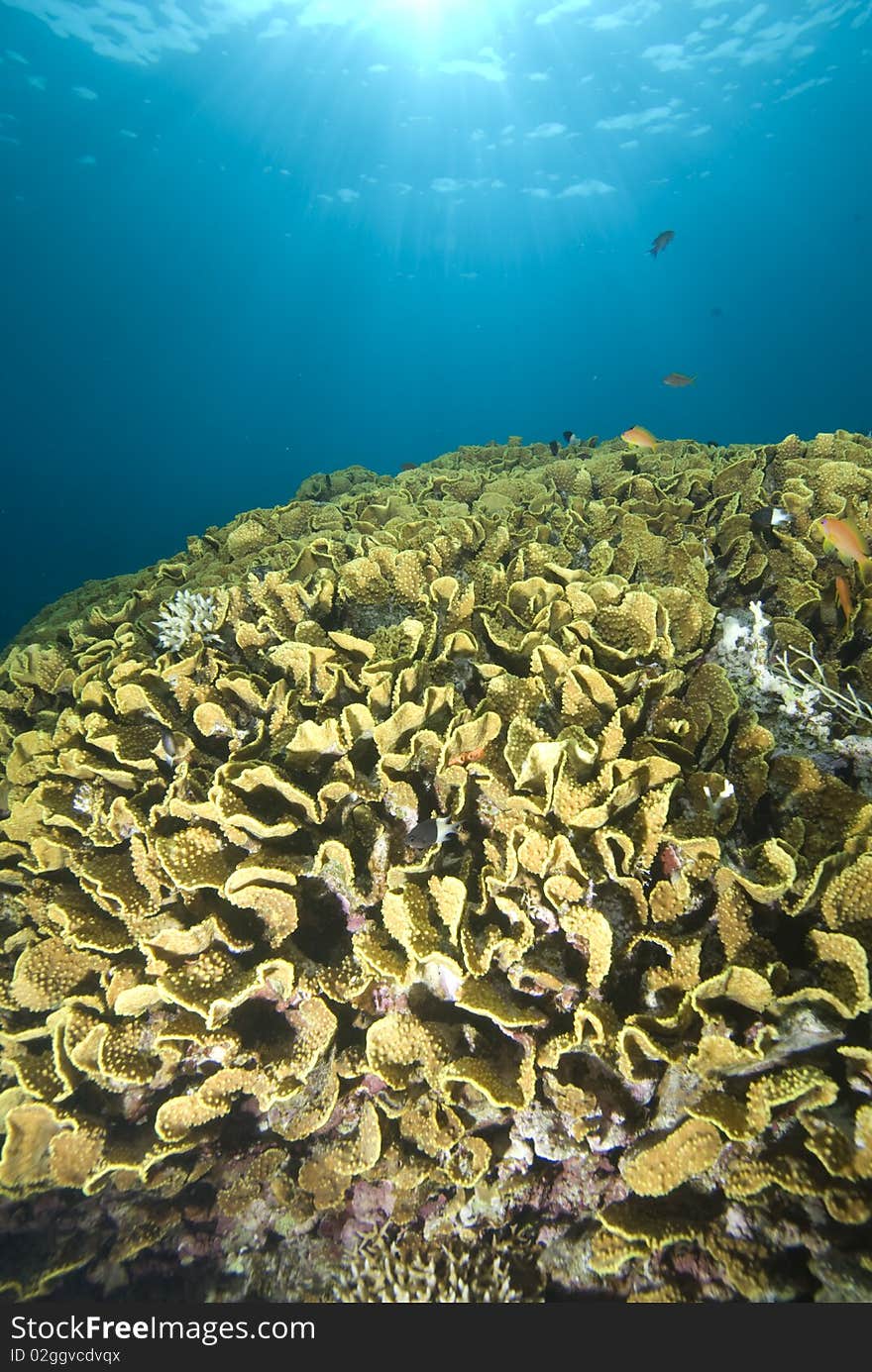 Salad Coral and sun