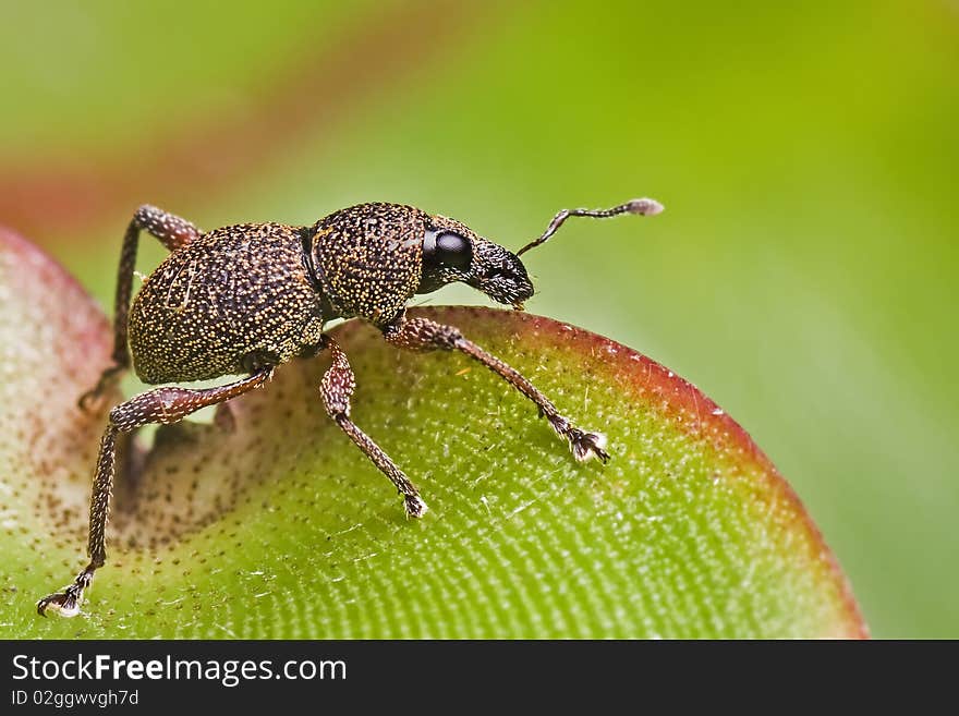 A shot to show how a tropical weevil look like