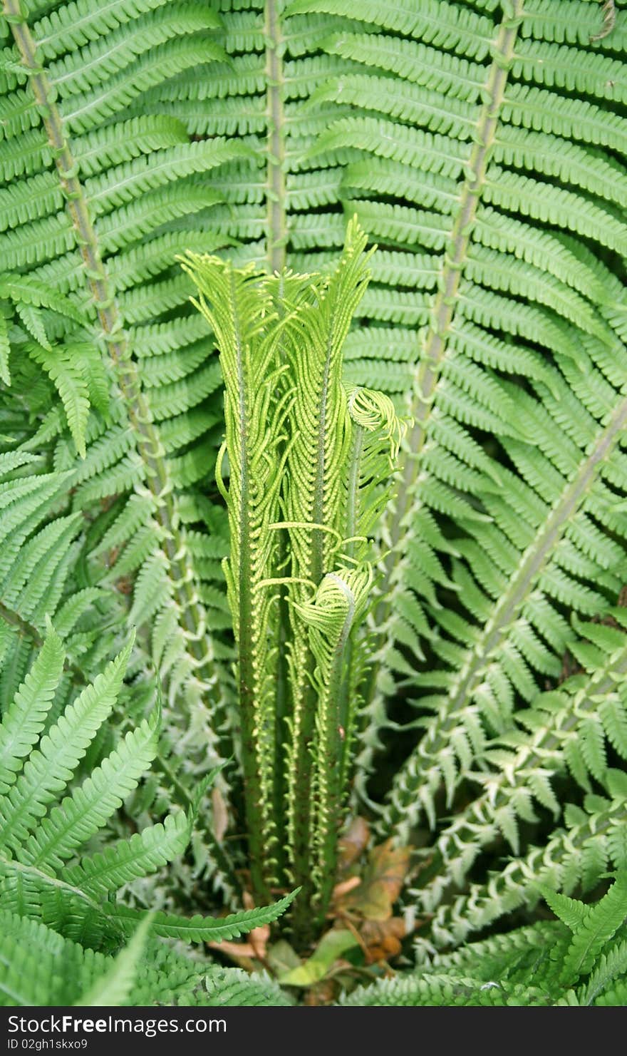 Young fern leaves in spring