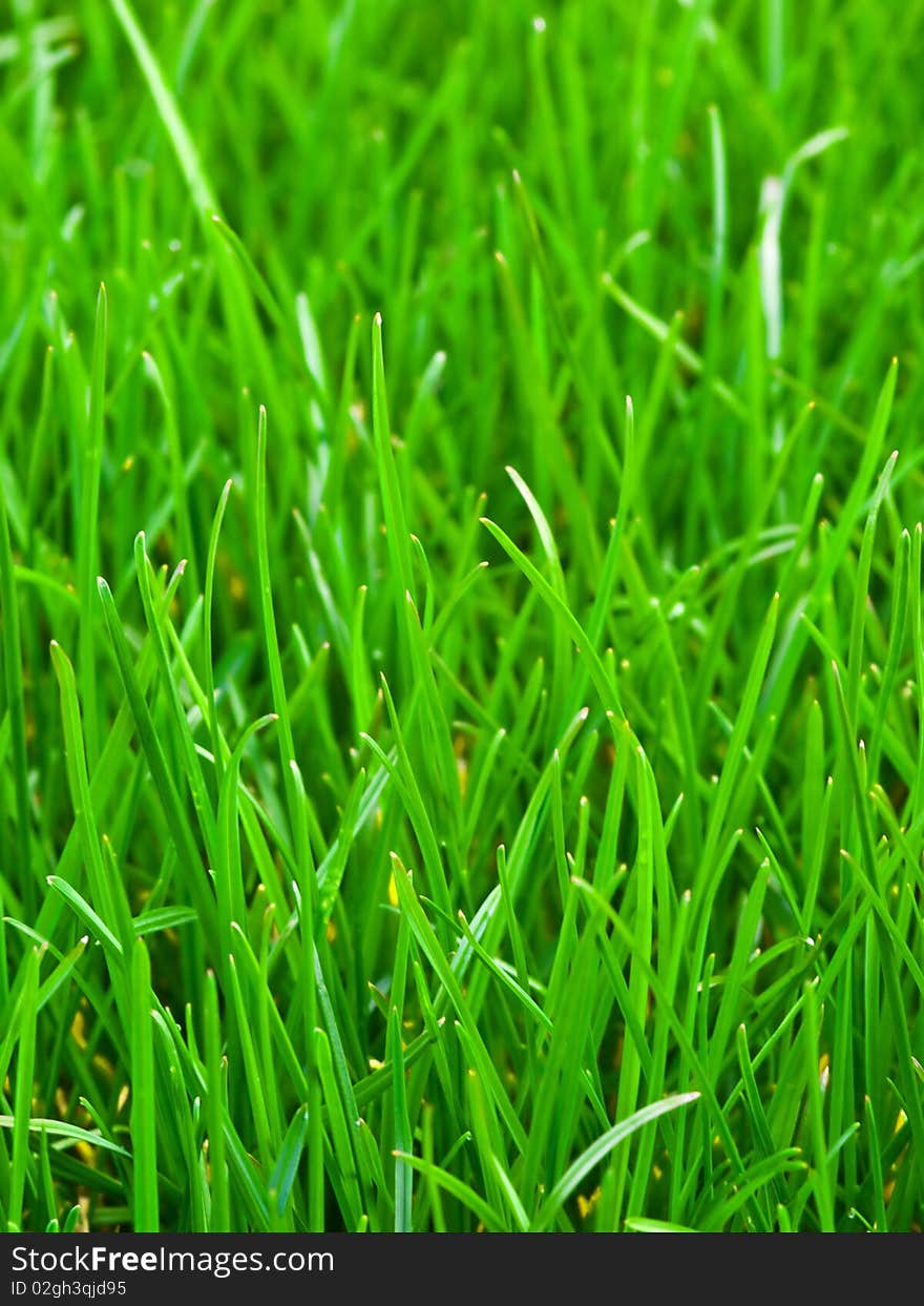 A close up photo of grass. A close up photo of grass