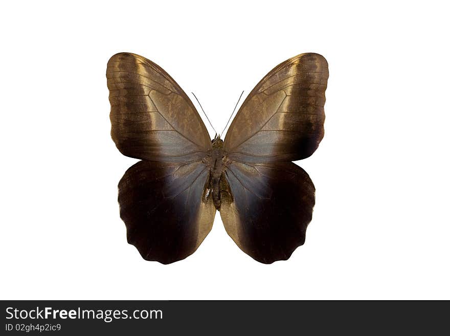 Caligo eurilochus - butterfly isolated on white.