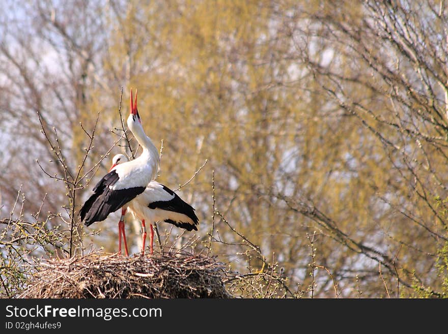 White Stork Couple Nesting