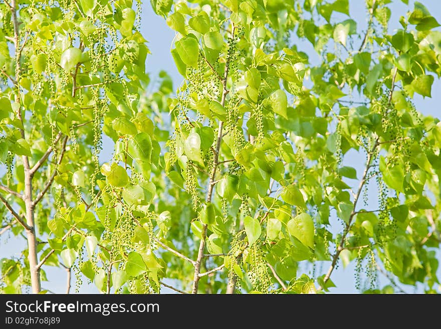 Sunny green leaves of a tree against the blue sky