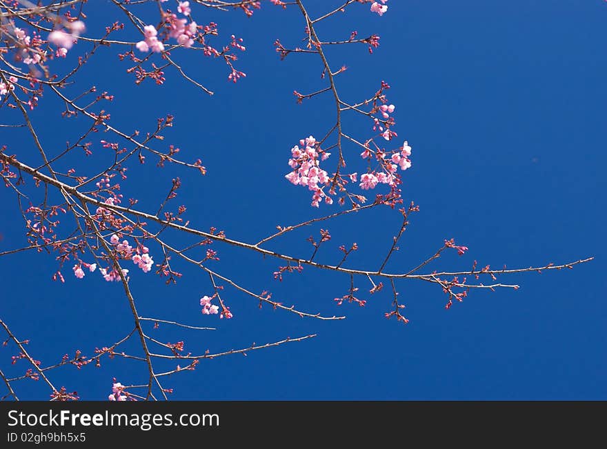 Thai Sakura on deep blue sky