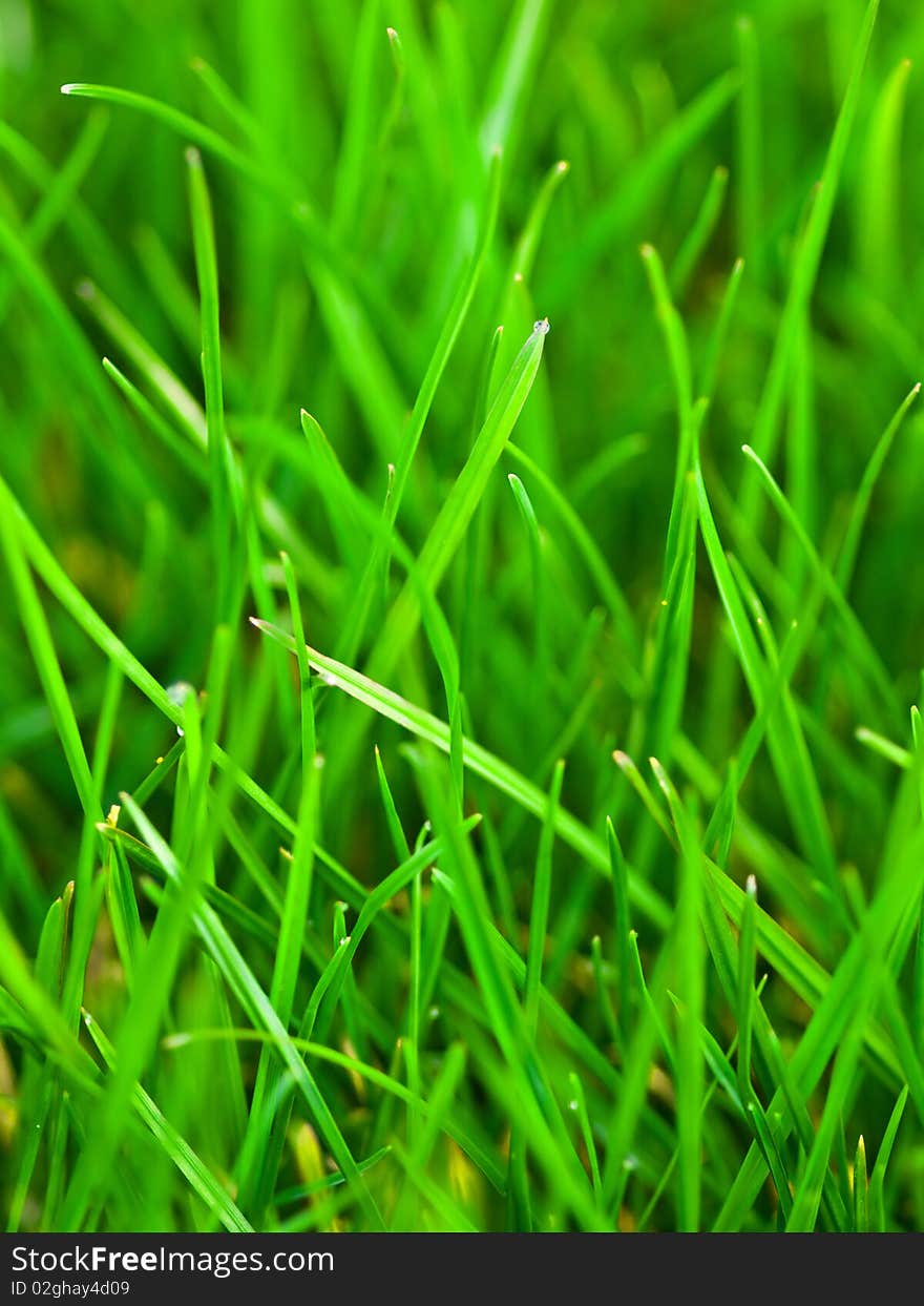 A close up photo of grass. A close up photo of grass