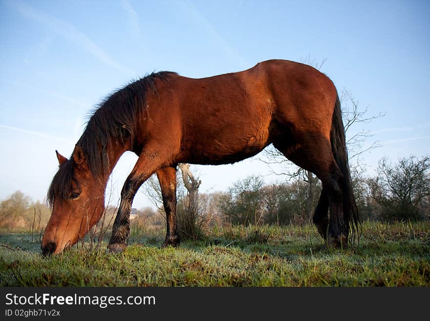 Brown Horse Eating Grass