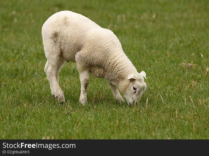 Farm animals: Little lamb eating grass in the meadow