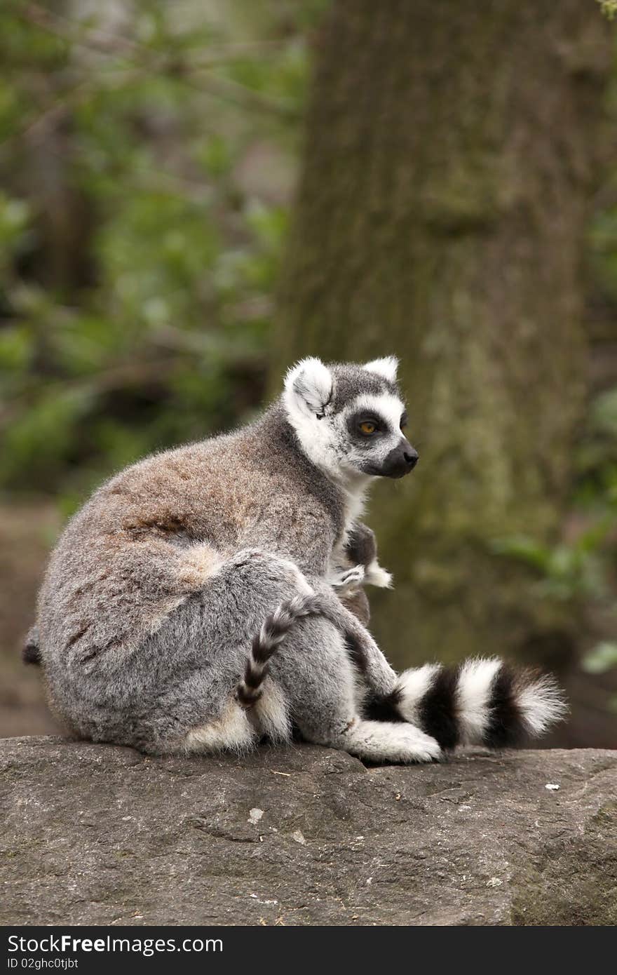 Ring-tailed lemur sitting on a rock