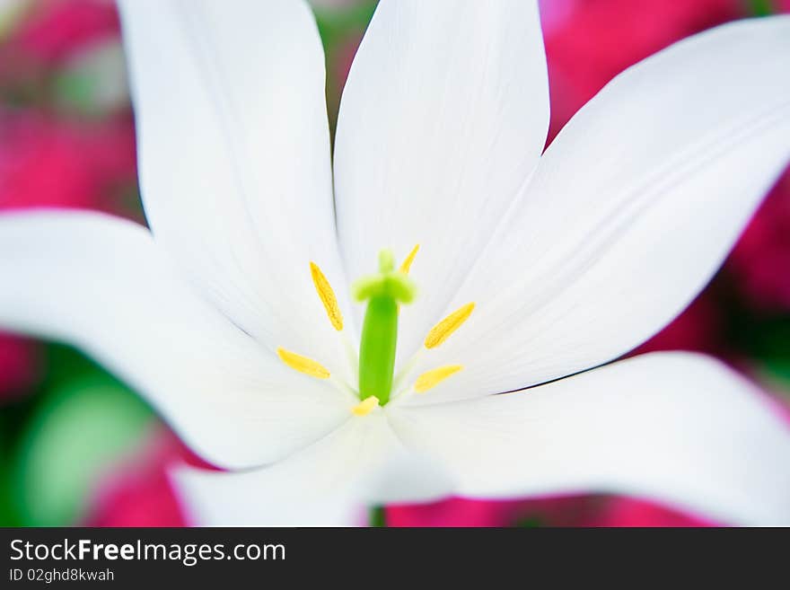 Close-up of a white lily