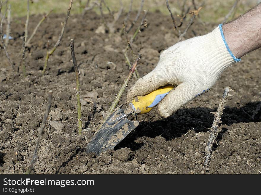 Man's working in the garden. Man's working in the garden