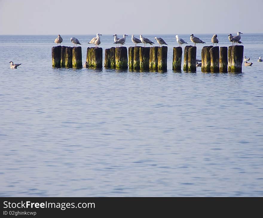 Sea. Breakwater and sea-gulls