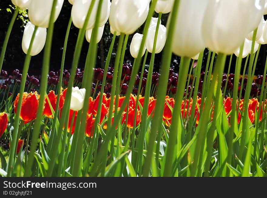 Unusual view of tulip flowerbeds through flower stems. Unusual view of tulip flowerbeds through flower stems