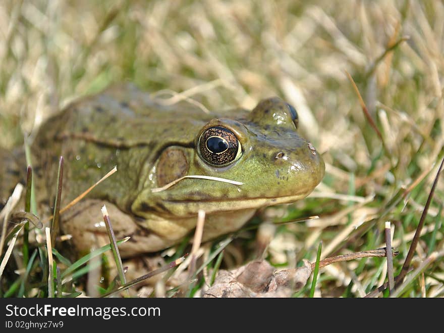 Green frog hiding in grass. Green frog hiding in grass