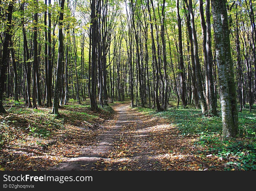 Colors in the forest