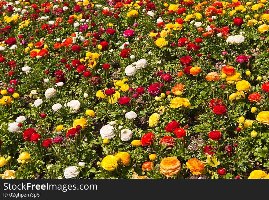 Multicolored Chrysanthemum