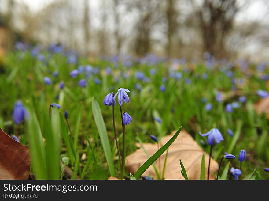 Floral details of spring meadow,scilla sibirica. Floral details of spring meadow,scilla sibirica