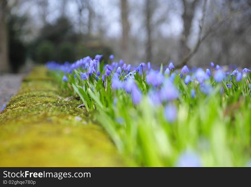 Floral details of spring meadow,scilla sibirica. Floral details of spring meadow,scilla sibirica