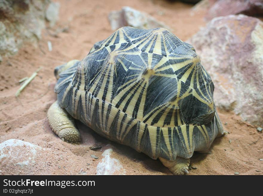 A giant tortoise walking in the sand. A giant tortoise walking in the sand