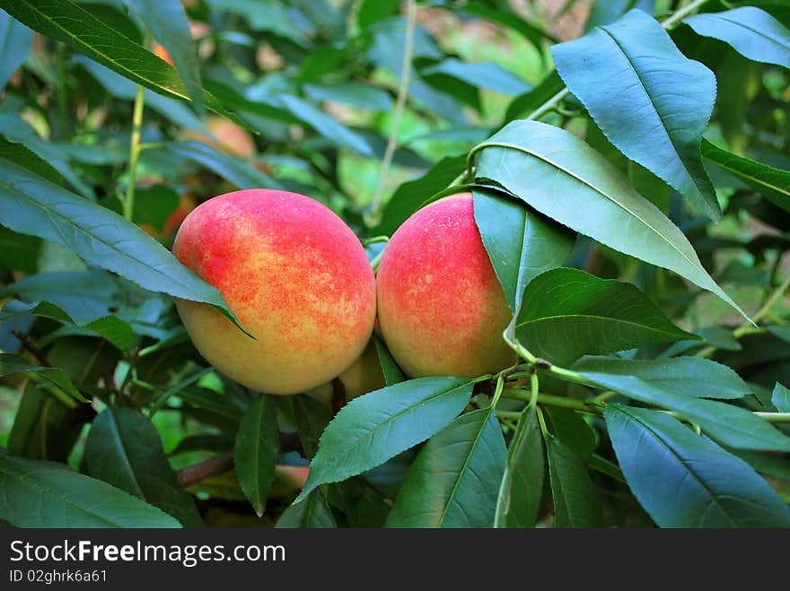 Peaches in harvest season and the branches are bent with ripe fruits.