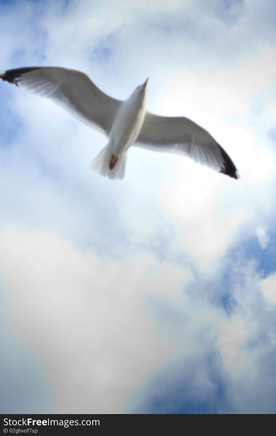 Seagull in Sky