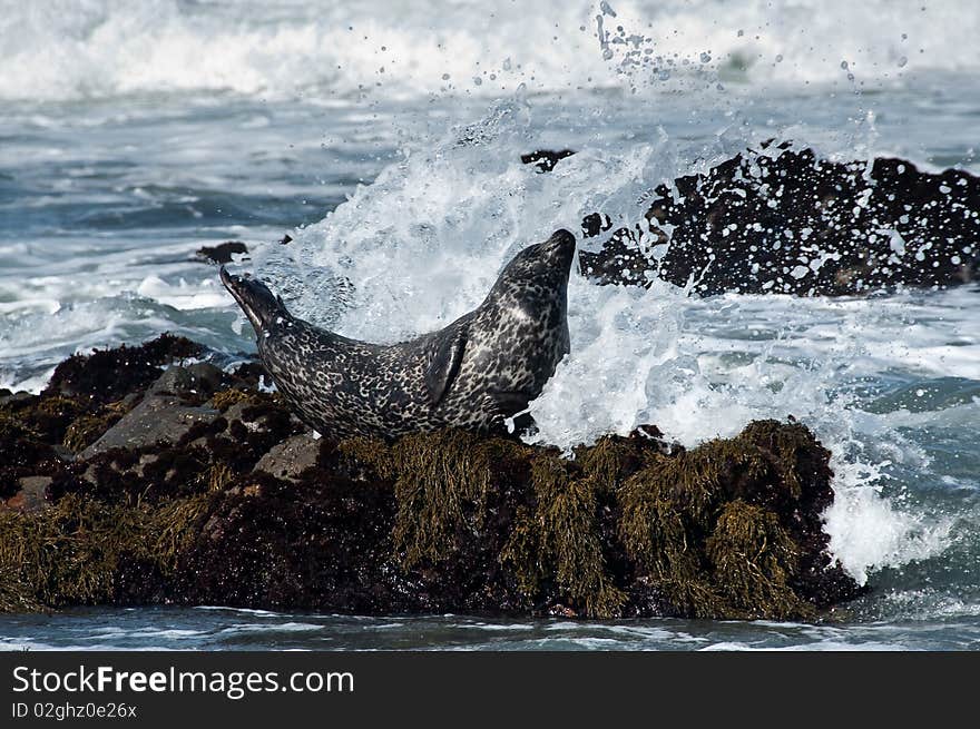 A sea sitting on a rock in the ocean