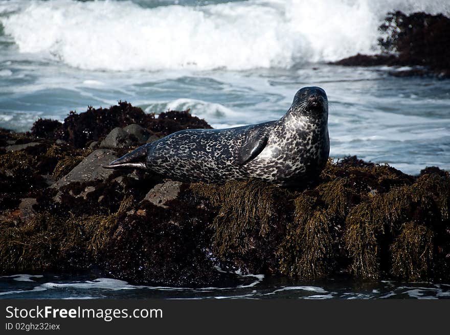 A seal sunning himself of a rock at the ocean