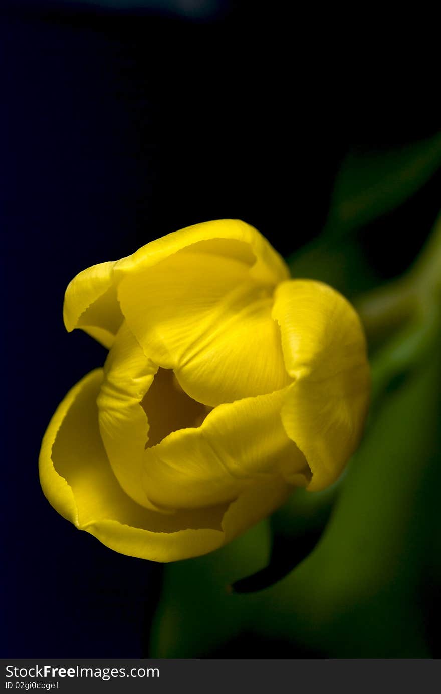 Close-up of a yellow tulip, selective focus. Close-up of a yellow tulip, selective focus