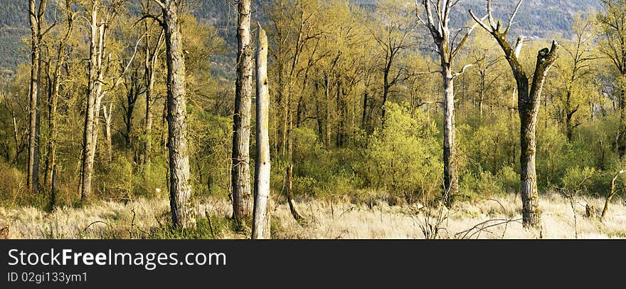 Dead trees and marsh land in early spring. Dead trees and marsh land in early spring.