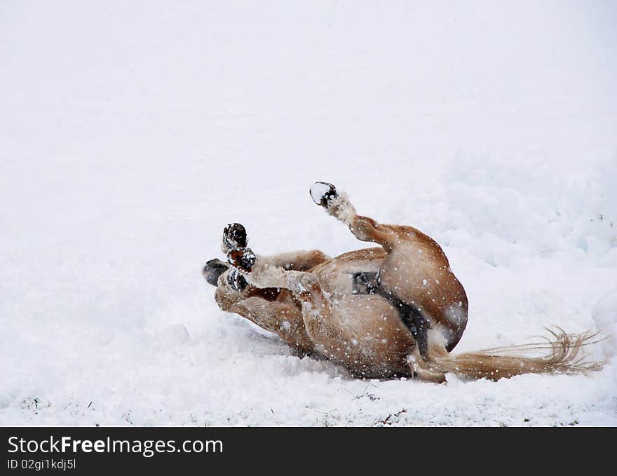 Horse playing