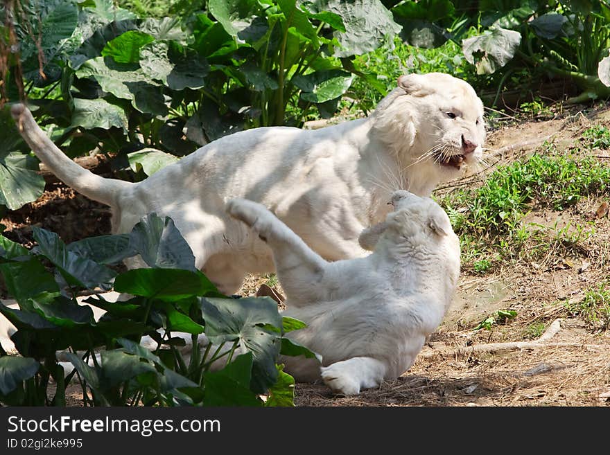 A couple of white tigers are playing on the ground in zoo. A couple of white tigers are playing on the ground in zoo.