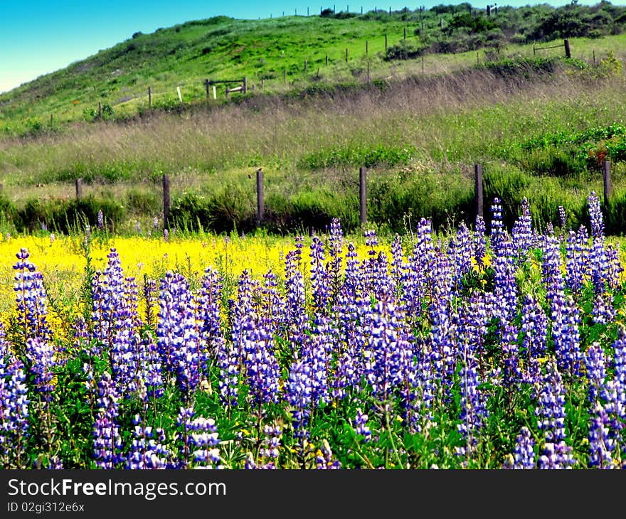 Roadside Wildflowers