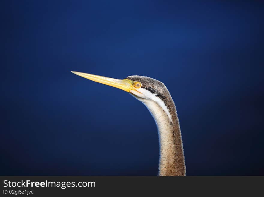 Cormorant Profile, Head-shot,lake background,west australia. Cormorant Profile, Head-shot,lake background,west australia