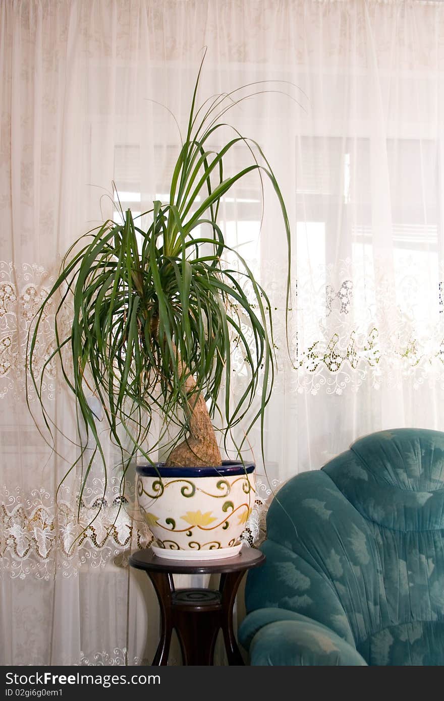 Potted plant in the interior