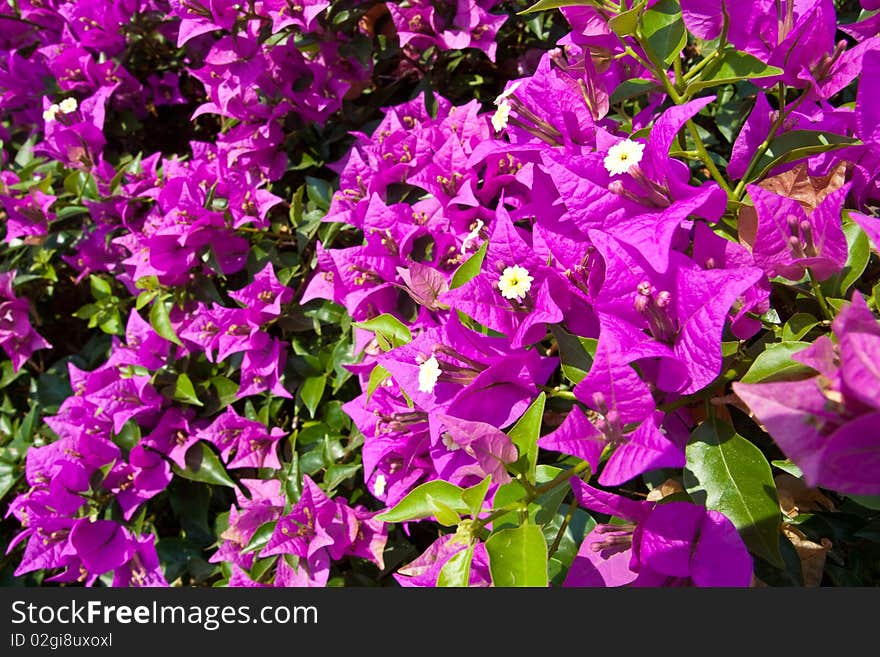 Thai Purple Bougainvilleas at Petchburi Thailand