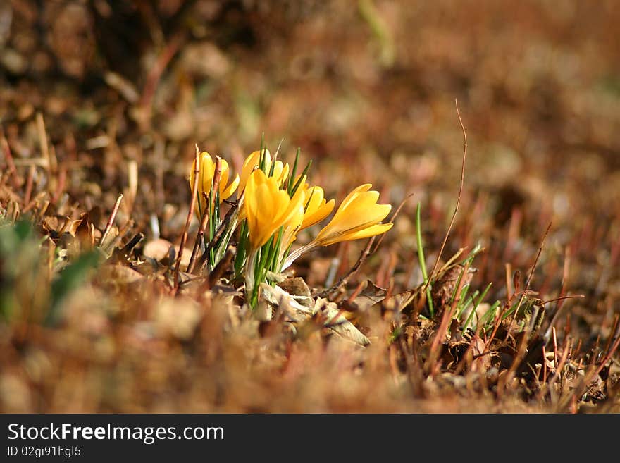 Crocus