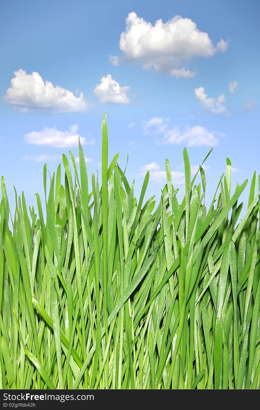 On the photo: green grass the background of the blue sky.