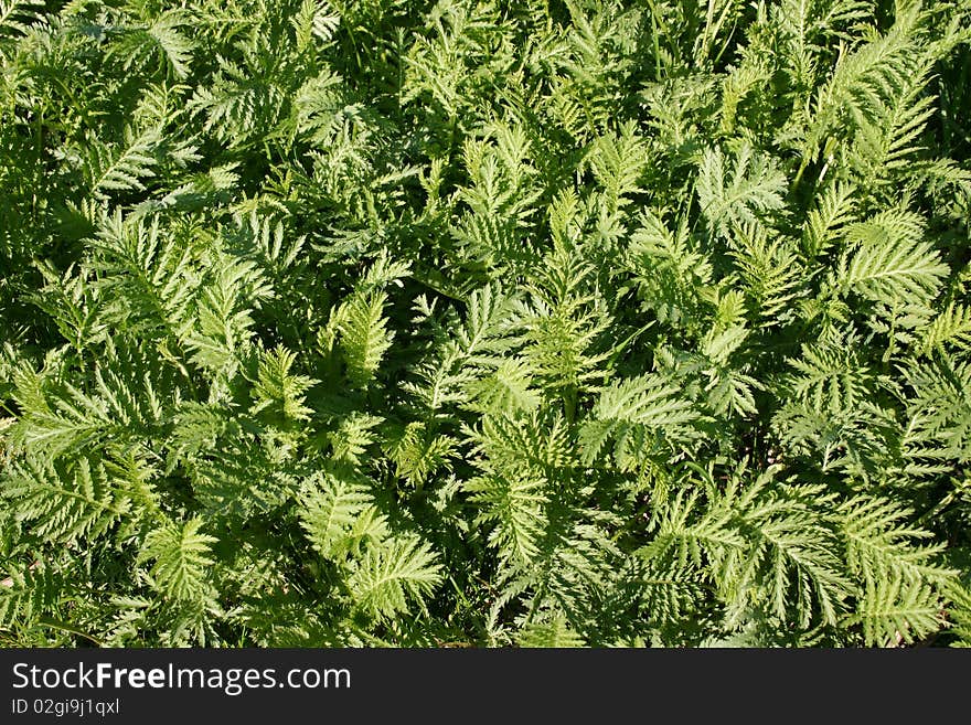 Green plant leafs texture as background. Green plant leafs texture as background.