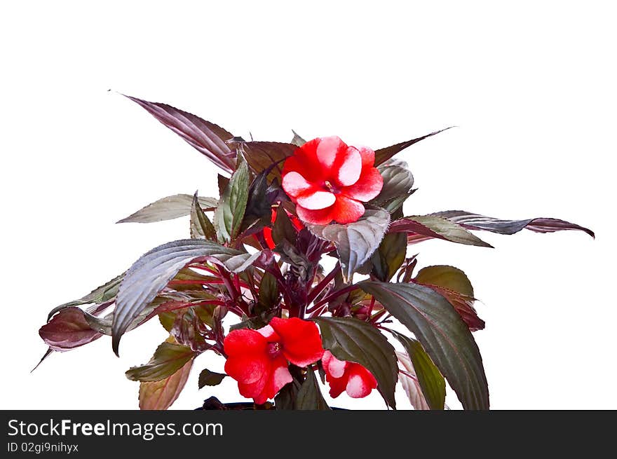 Red flower in flowerpot. Isolated on white