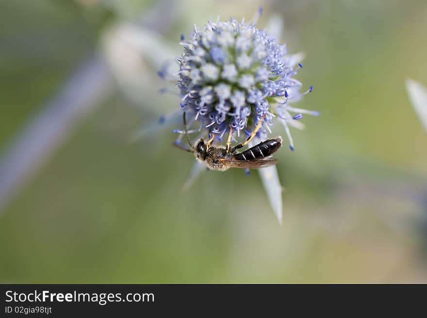 Bee on flower