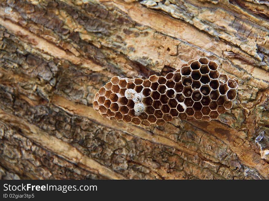 The Wasp s Nest