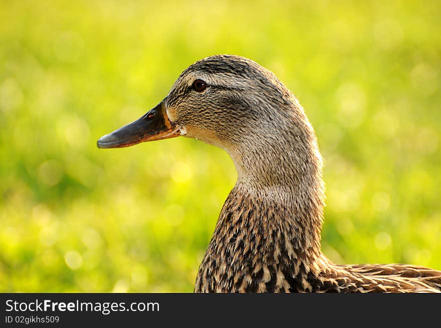 Mother duck watching for her babies. Mother duck watching for her babies.